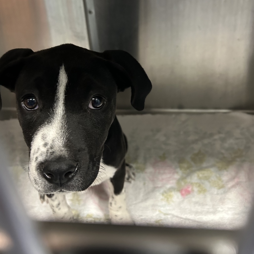 Shelter Stray Unknown Dog last seen , Greensboro, NC 27409