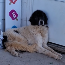 Shelter Stray Male Dog last seen , Tipton, IN 46072