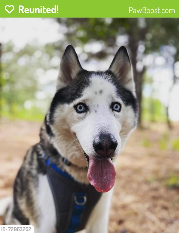 Reunited Male Dog last seen Near Tomassee Avenue, Greenville, SC 29605