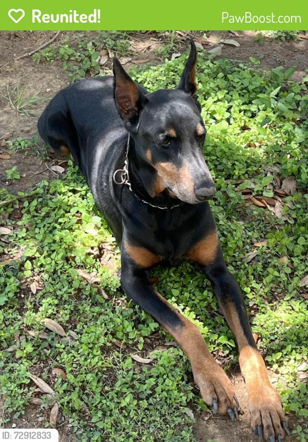 Reunited Male Dog last seen Timber path, San Antonio, TX 78250