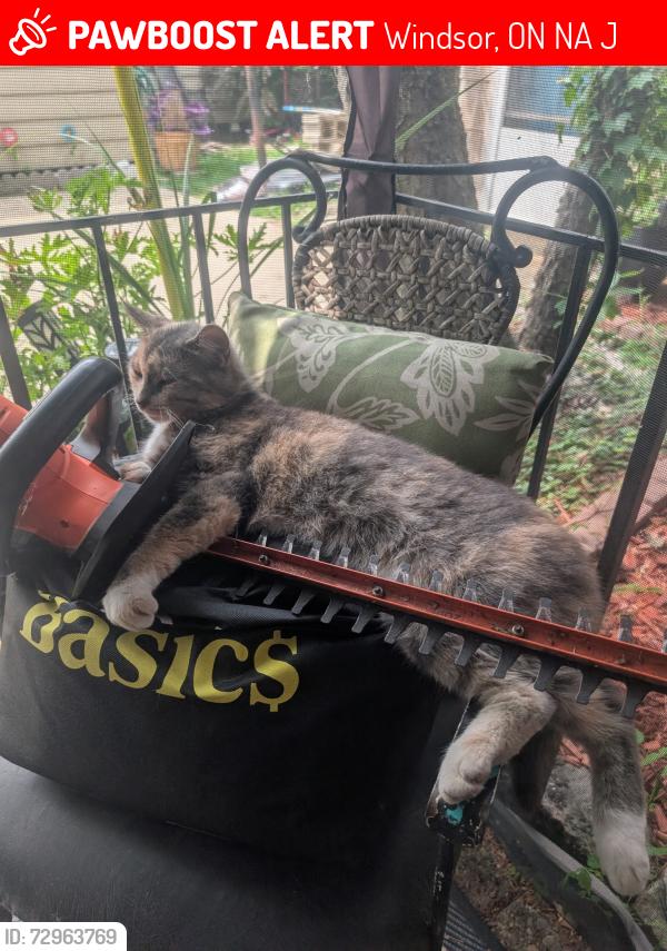 Lost Female Cat last seen Tecumseh and crawford, Windsor, ON N9A 5J9