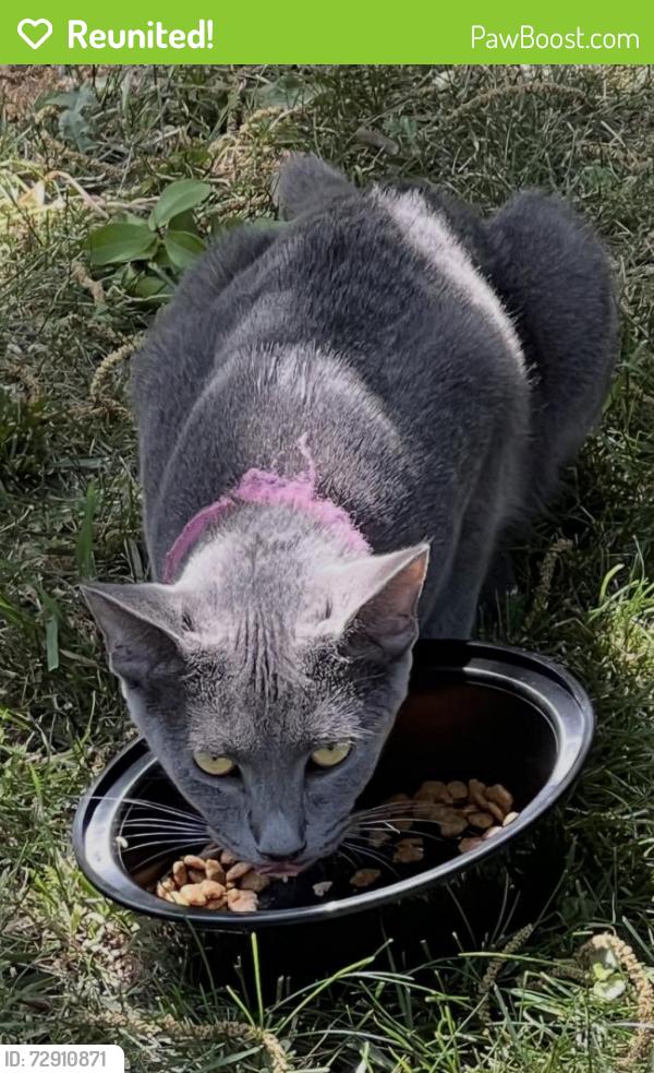 Reunited Female Cat last seen Huntington Avenue between 69th & 70th, Newport News, VA 23607