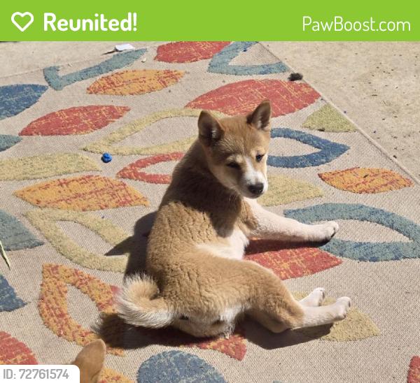 Reunited Female Dog last seen 227th and Solano Dr, Buckeye, AZ 85326