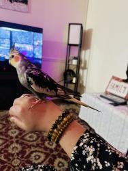 Lost Unknown Bird last seen Lindberg Park, Allentown, PA 18103