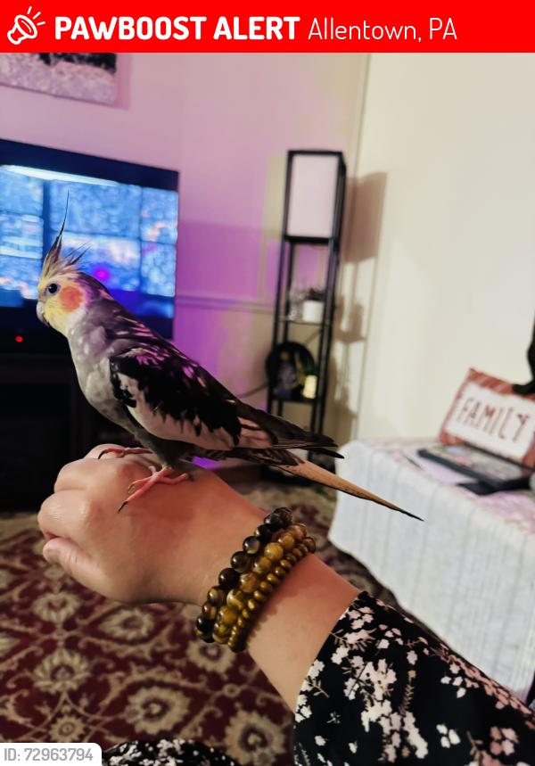 Lost Unknown Bird last seen Lindberg Park, Allentown, PA 18103