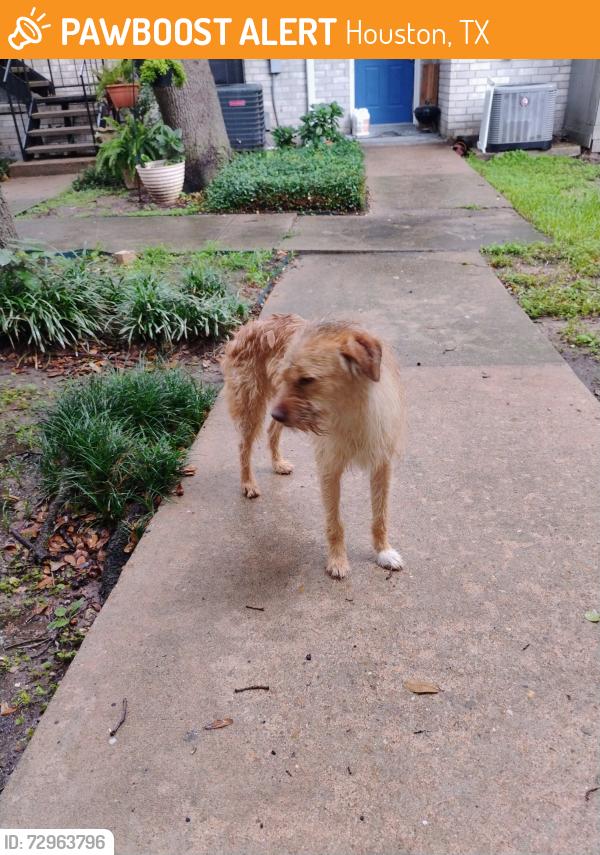 Found/Stray Male Dog last seen Bissonnet, Houston, TX 77072