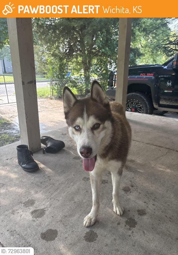 Found/Stray Male Dog last seen Near N Madison Avenue, Wichita, KS 67214