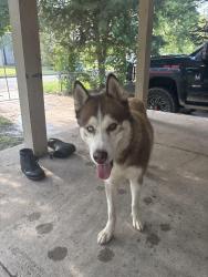Found/Stray Male Dog last seen Near N Madison Avenue, Wichita, KS 67214