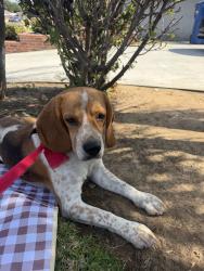Found/Stray Male Dog last seen Near Biola, La Mirada, CA 90638