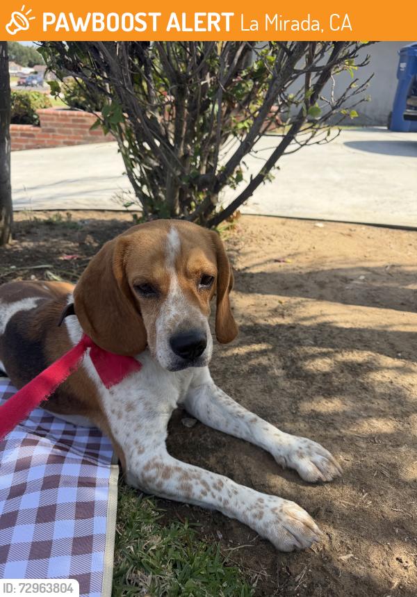 Found/Stray Male Dog last seen Near Biola, La Mirada, CA 90638