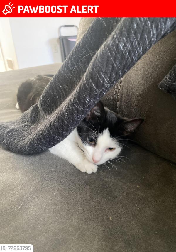 Lost Female Cat last seen WarmSpring Ridge , Hamilton Township, PA 17202