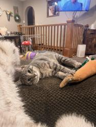 Lost Male Cat last seen Cedar Crest Trl/21; half mile from hwy 95, North Branch, MN 55056