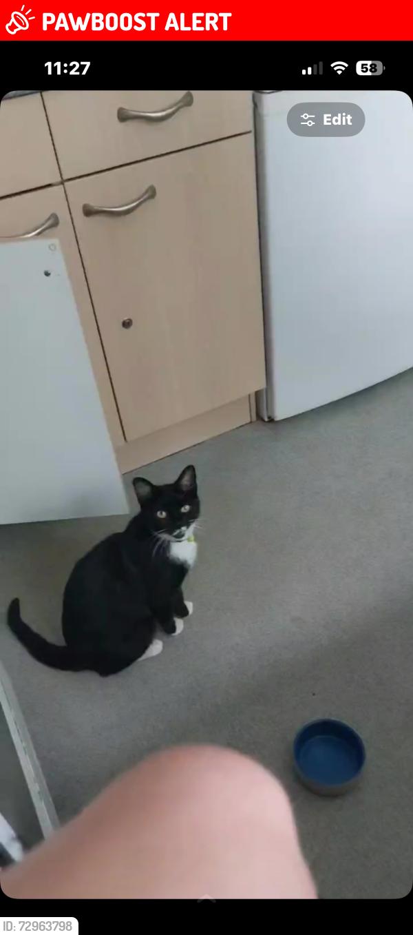 Lost Female Cat last seen Balshall heath, Balsall Heath, England 