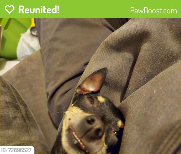 Reunited Male Dog last seen Button and bet store, Randolph, MA 02368