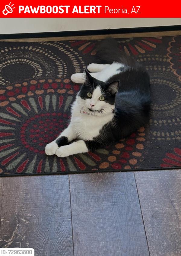 Lost Female Cat last seen Back wall of residence , Peoria, AZ 85382