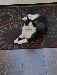 Lost Female Cat last seen Back wall of residence , Peoria, AZ 85382