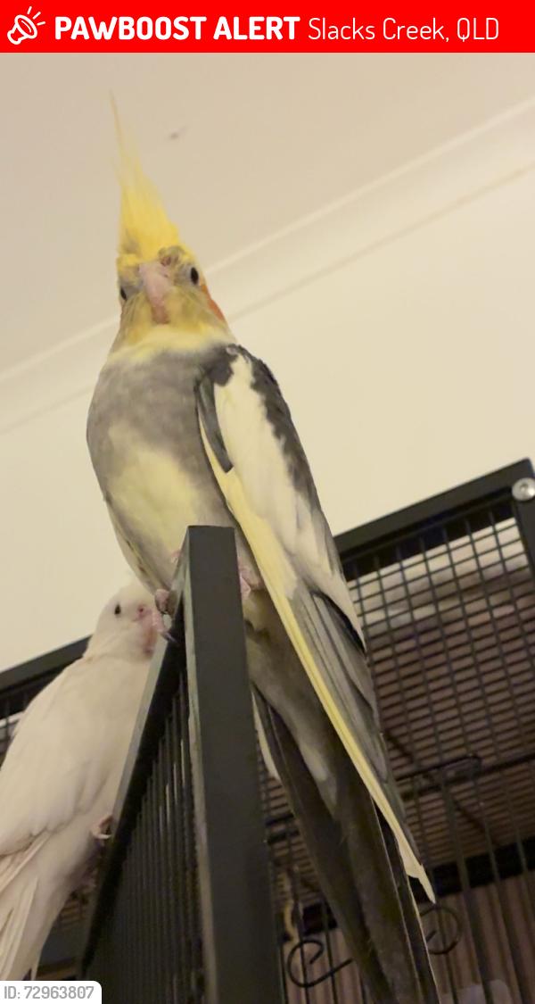 Lost Male Bird last seen Logan central , Slacks Creek, QLD 4127