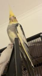 Lost Male Bird last seen Logan central , Slacks Creek, QLD 4127