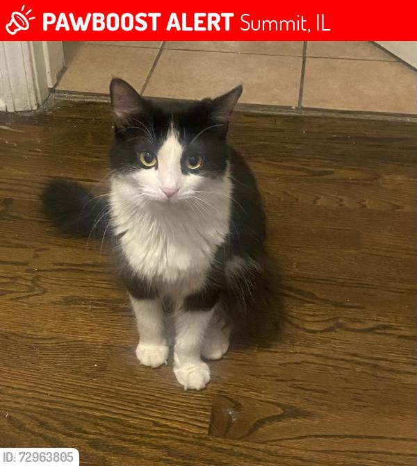 Lost Female Cat last seen 62nd pl , Summit, IL 60501