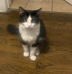 Lost Female Cat last seen 62nd pl , Summit, IL 60501