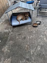 Lost Male Dog last seen Olconner independence , San Antonio, TX 78233