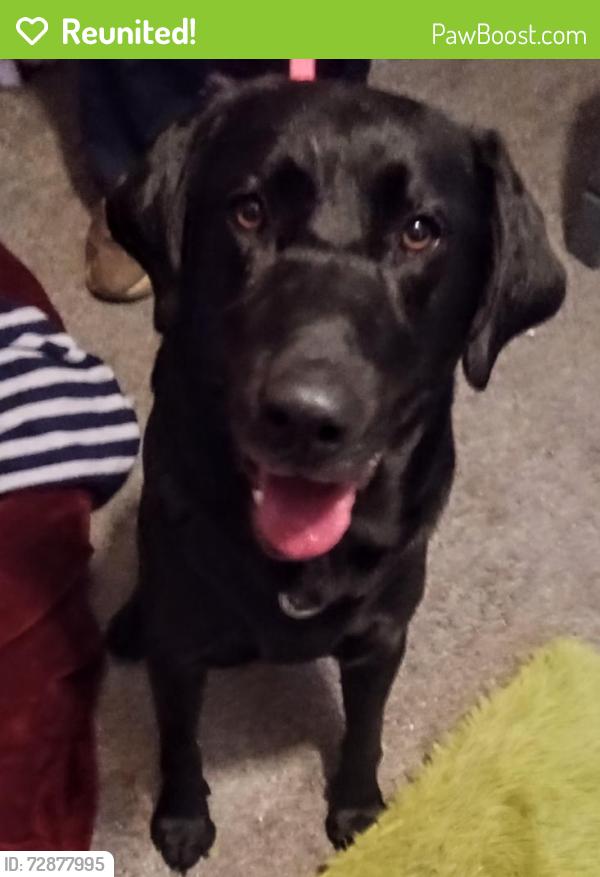 Reunited Male Dog last seen Coolspring Street , Uniontown, PA 15401