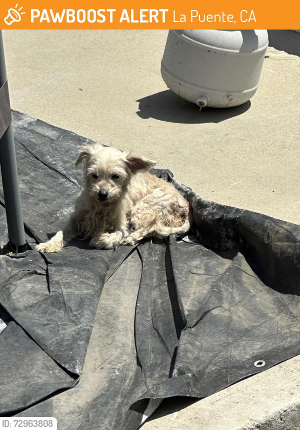Found/Stray Unknown Dog last seen Avocado heights skate park, La Puente, CA 91746