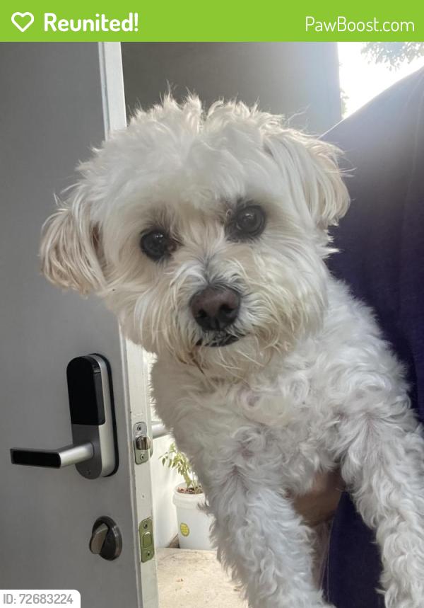 Reunited Female Dog last seen NE 2 AVE & 116 ST, Miami, FL 33161