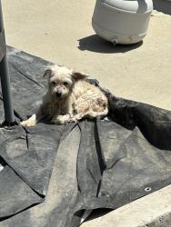 Found/Stray Unknown Dog last seen Avocado heights skate park, La Puente, CA 91746