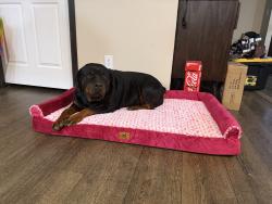 Lost Female Dog last seen Providence market, Livingston, TX 77351