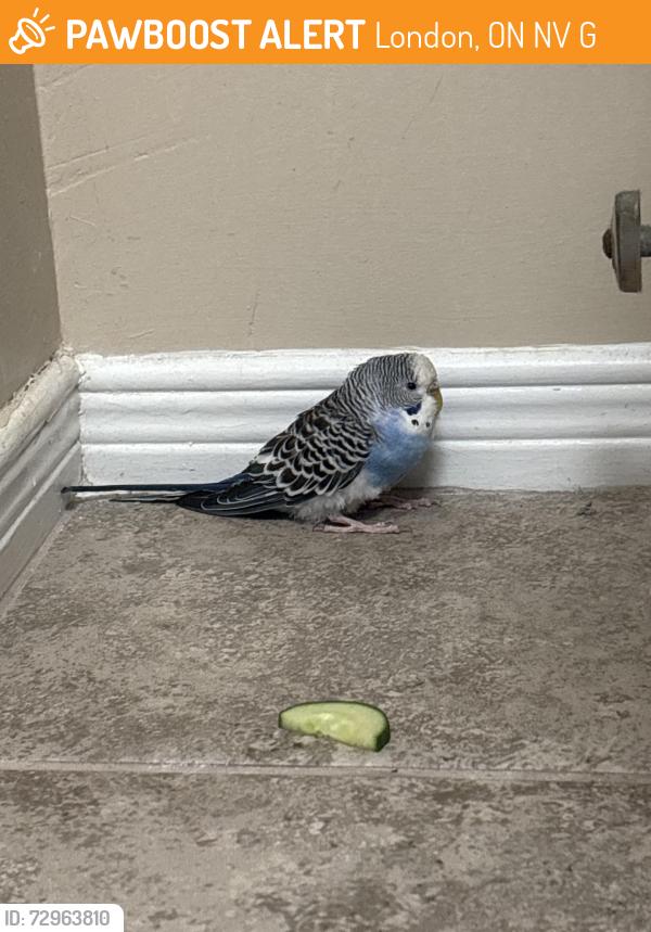 Found/Stray Unknown Bird last seen Fanshawe college townhouses, London, ON N5V 5G9