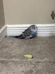 Found/Stray Unknown Bird last seen Fanshawe college townhouses, London, ON N5V 5G9