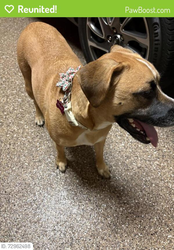 Reunited Female Dog last seen West Road Cypress , Houston, TX 77095