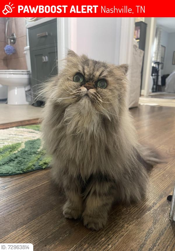 Lost Female Cat last seen Kipling and Kenton, Nashville, TN 37217