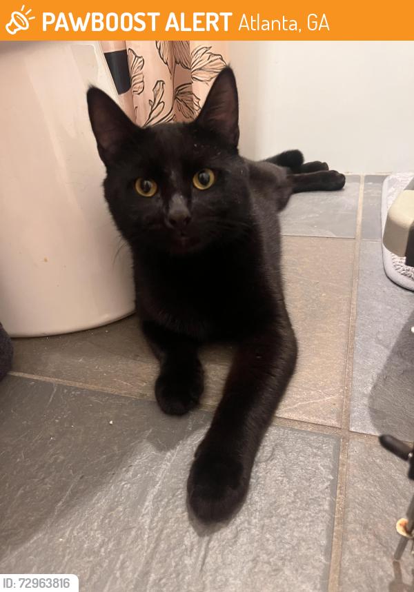 Found/Stray Male Cat last seen Abernathy Square, Atlanta, GA 30328