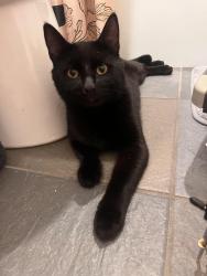 Found/Stray Male Cat last seen Abernathy Square, Atlanta, GA 30328