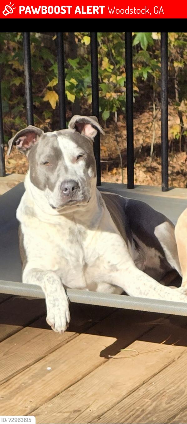Lost Female Dog last seen Victoria Rd by lake Allatoona , Woodstock, GA 30189