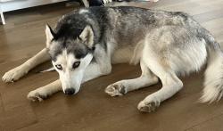 Lost Female Dog last seen University Hills, Denver, CO 80222
