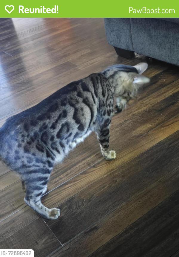 Reunited Male Cat last seen Park place and boardwalk, Midlothian, TX 76065