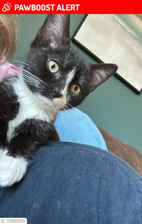 Lost Female Cat last seen Brown ave, Gloucester Township, NJ 08012