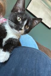 Lost Female Cat last seen Brown ave, Gloucester Township, NJ 08012