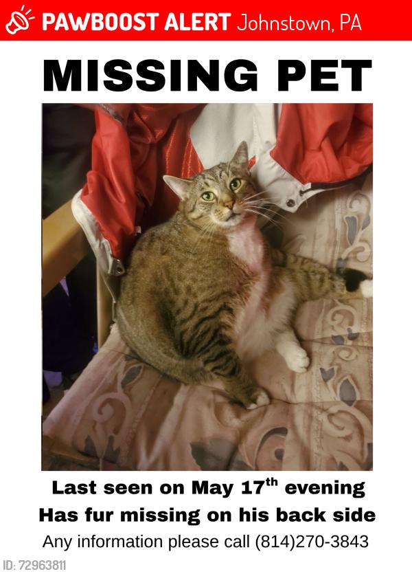 Lost Male Cat last seen Decker Ave, Johnstown, PA 15906
