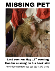 Lost Male Cat last seen Decker Ave, Johnstown, PA 15906
