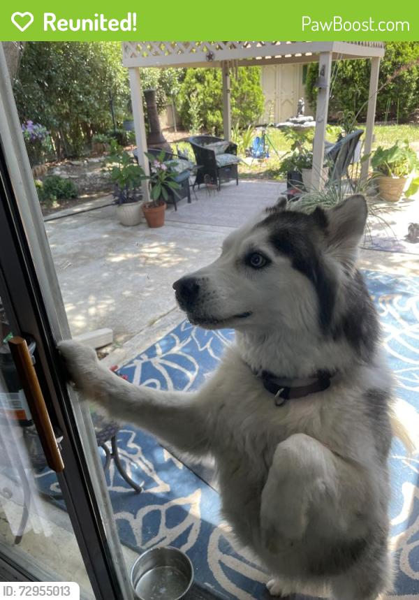 Reunited Male Dog last seen Brazos Blvd Lewisville Texas, Lewisville, TX 75077