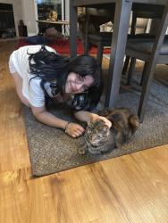 Reunited Female Cat last seen Near NE 10th Pl Apt E105, Bellevue, WA 98005