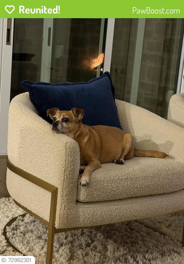 Reunited Male Dog last seen Darden Hill Rd and Onion Creek Rd., Driftwood, TX 78619