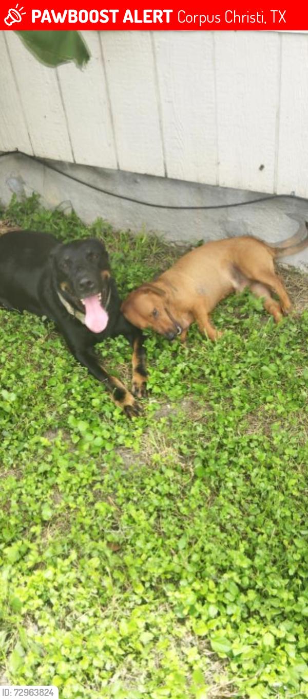 Lost Male Dog last seen Up River Rd. & Mc Kenzie , Corpus Christi, TX 78410