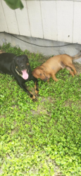 Lost Male Dog last seen Up River Rd. & Mc Kenzie , Corpus Christi, TX 78410