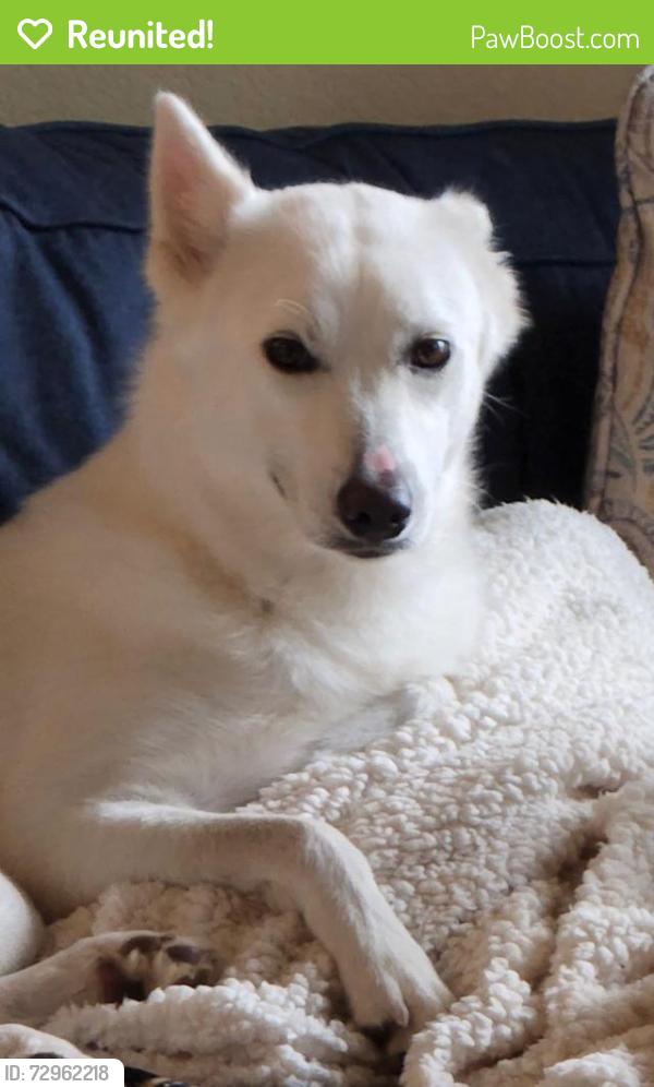Reunited Female Dog last seen Darden Hill and Onion Creek Ln, Driftwood, TX 78619