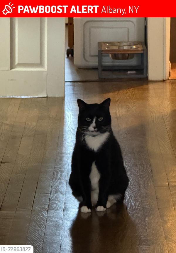 Lost Male Cat last seen Dove Street and Swan Street, Albany, NY 12202